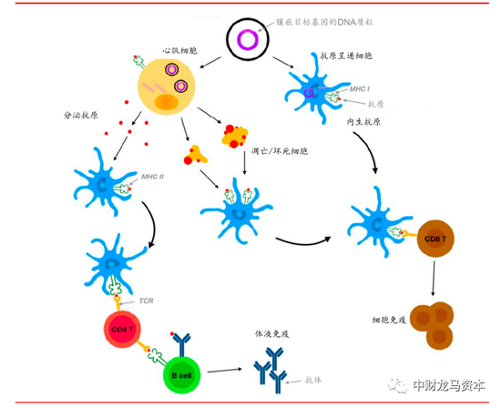 图表：DNA疫苗作用原理 |&nbsp;资料来源：Engineered Nano-delivery Systems to Improve DNA Vaccine Technologies，华泰证券
