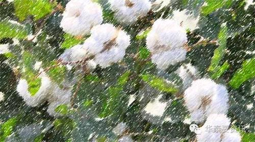 棉花概述