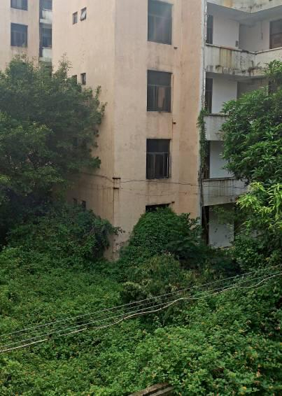 　2016年10月，东莞清溪镇一个荒废了五年多的厂房。这里原本是一间台资电脑厂，台资撤离后，因为长期无人，野草已有墙高，有蛇出没，外人不敢靠近。（郑浩 摄）