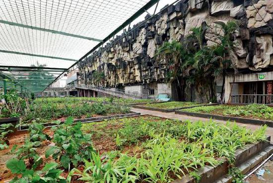 东莞常平梵尔赛酒店改造现场。这家酒店将改造成一家养老院，这里已经改为菜地，供日后老年人耕种。（郑浩 摄）