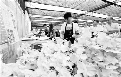 　　近年来，江苏东海县围绕拥有10万余亩的花卉苗木面积，积极鼓励农民和企业发展电商产业，实现了鲜花通过电商平台直接销售到全国各地，带动东海花卉产业链条升级换代。张开虎摄/中新社