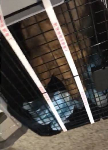 起飞前在宠物托运箱中的二毛