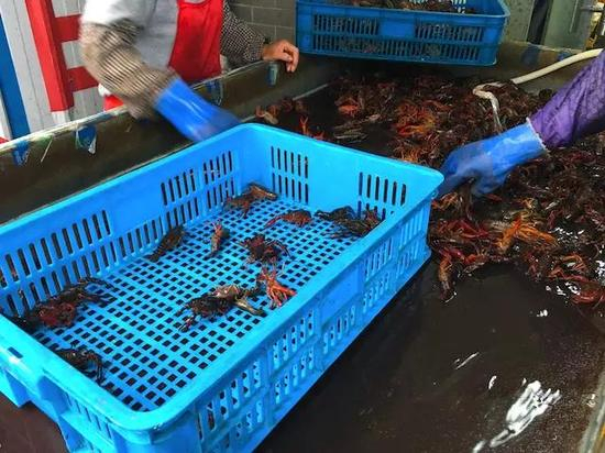 小河集散中心的工人正在分拣捕上来的小龙虾。