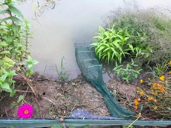 小河农业生产基地的虾稻田，虾笼浸在 1.2 米深的水沟里。