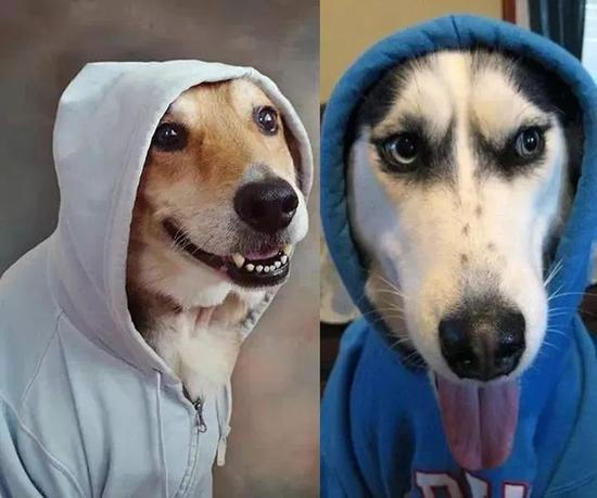  用穿帽衫的狗回应有关部门