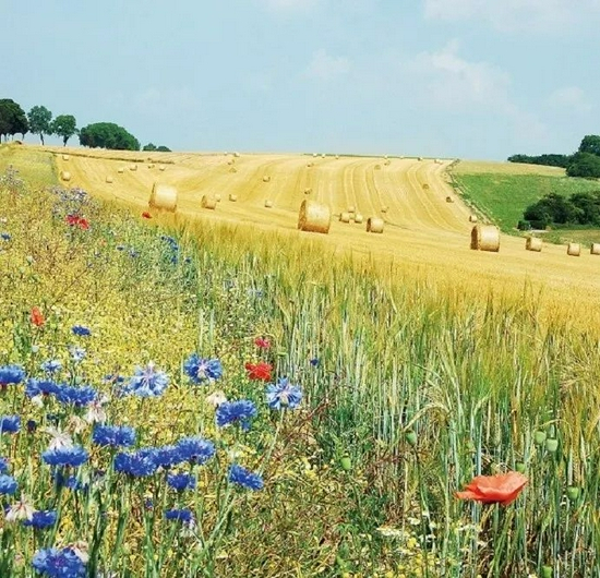 2006年夏天比利时阿穆瓦的一处农田，蓝色的矢车菊和红色的虞美人