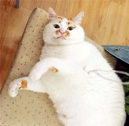 “其貌不扬”的楼楼总是能凹出经典造型