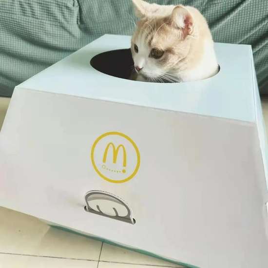 △ 猫从“麦香鱼”猫窝中探出脑袋。| 摄影：张媛媛
