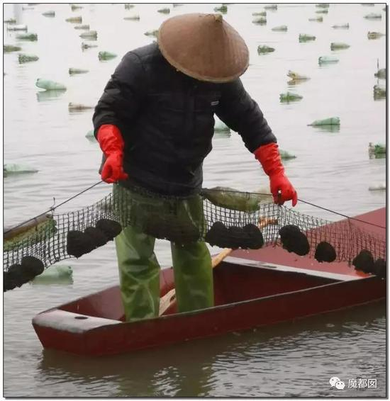 每天，数以万计的珍珠走向全世界。