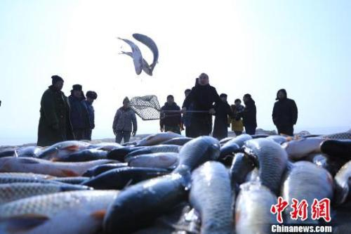 资料图：博斯腾湖冬捕现场。 年磊 摄