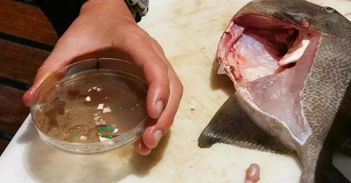科研人员在海鱼内脏中发现了多个微型塑料