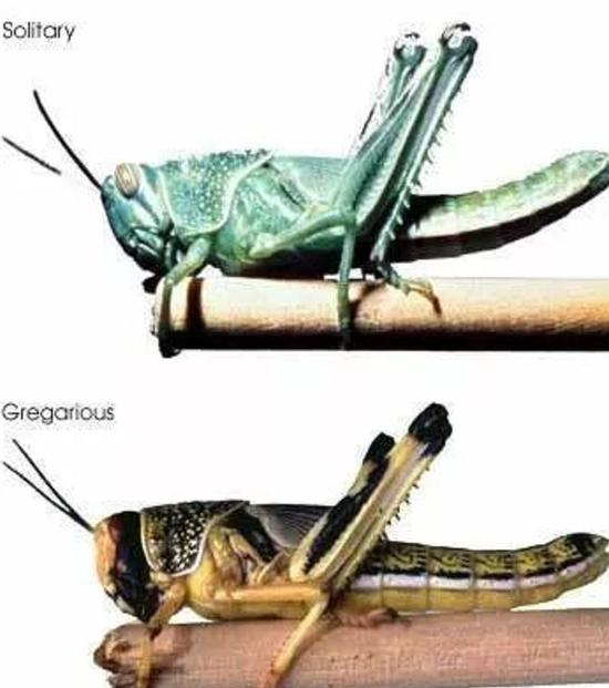 沙漠蝗虫单独生活时的样子（上）&nbsp; 集群的沙漠蝗虫（下）