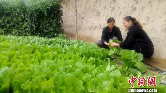 资料图：农民在蔬菜温室大棚收菜。&nbsp;张瑾娴 摄