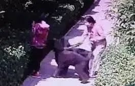 当地成立专门工作组，涉事人王某刚被停职，事件是否就此落下帷幕？（图/视频截图）
