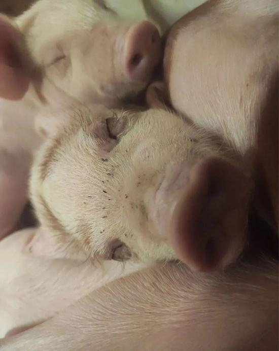 分娩舍里的小猪。受访者供图