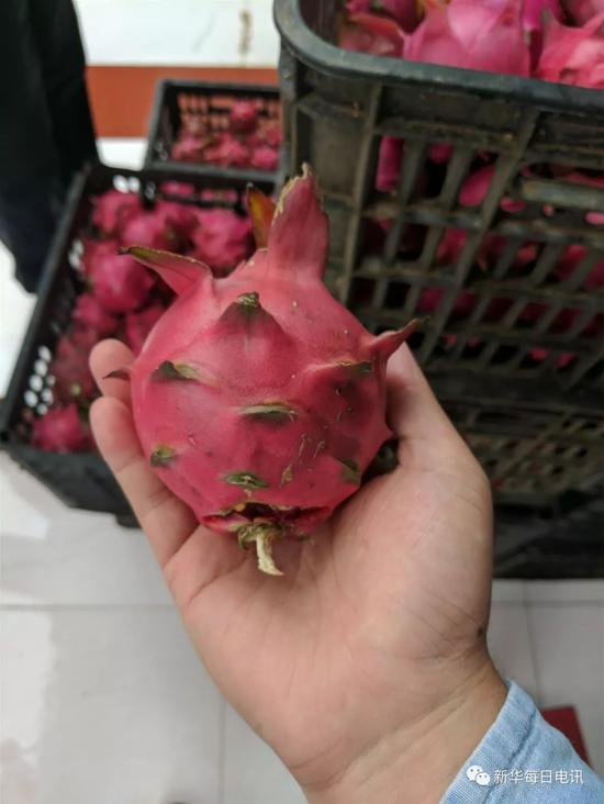 中果。本报记者张典标摄