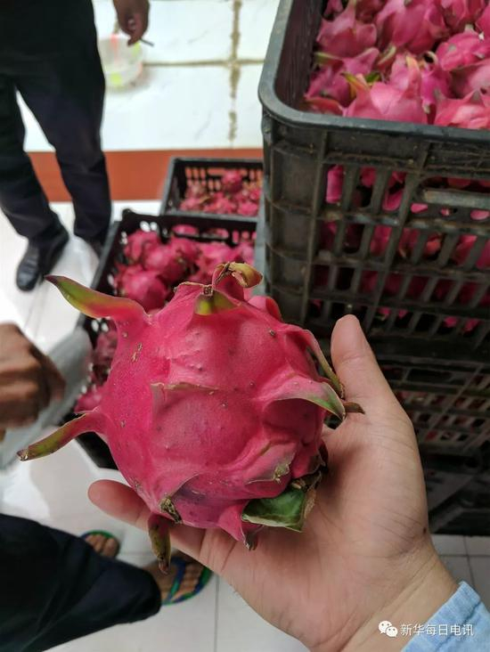 大果。本报记者张典标摄