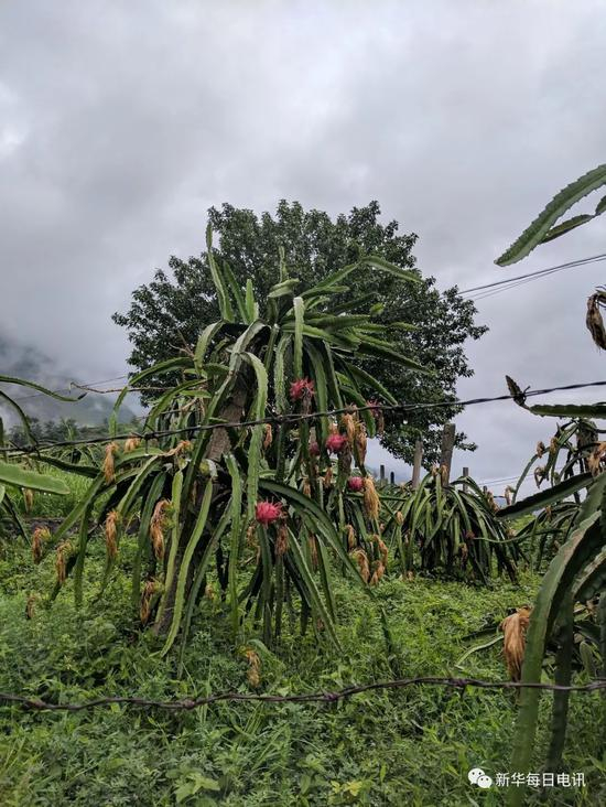 在关岭，沿着北盘江和打邦河，能种的地方几乎都种上了火龙果。本报记者张典标摄