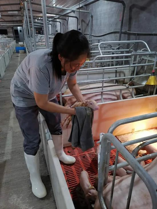 　▲建档立卡贫困户钟素华正照料刚出生的小猪仔