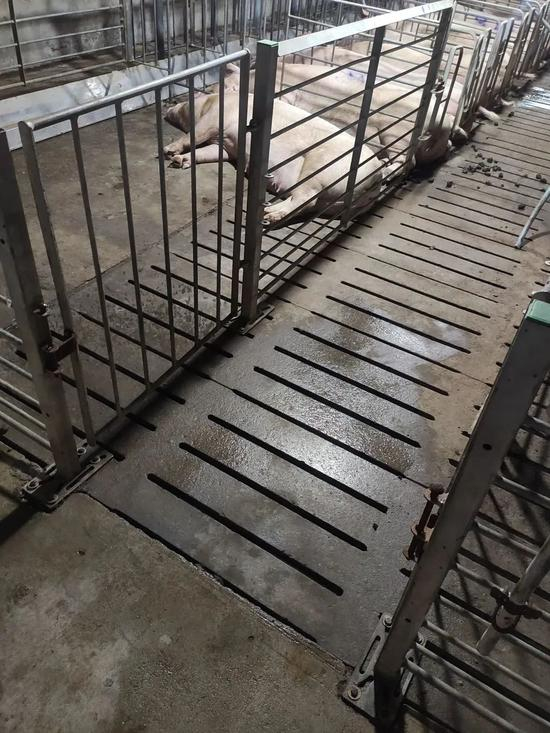 李迪在猪舍隔离时洗澡的地方。受访者供图