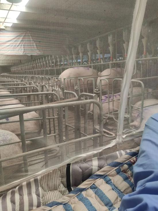 李迪在猪舍隔离时睡在过道。受访者供图