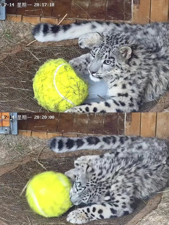  雪豹“凌小蛰”在玩球