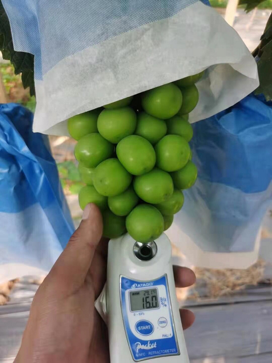 底糖16%的阳光玫瑰一级果&nbsp; 受访者供图