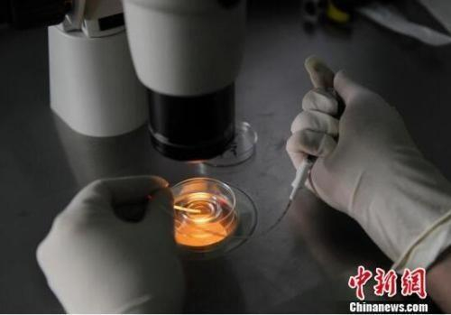 资料图：胚胎移植技术。图文无关。张瑶 摄