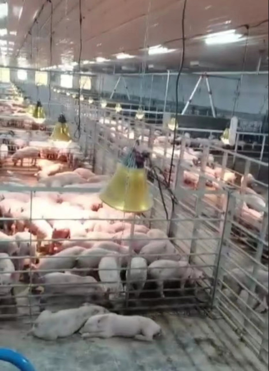 　（代养户的养猪场 图片来源：受访者提供）