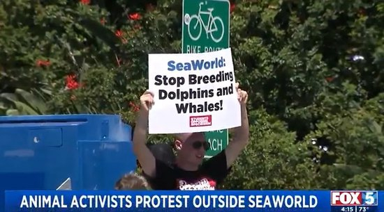  动物保护者游行反对圈养鲸豚