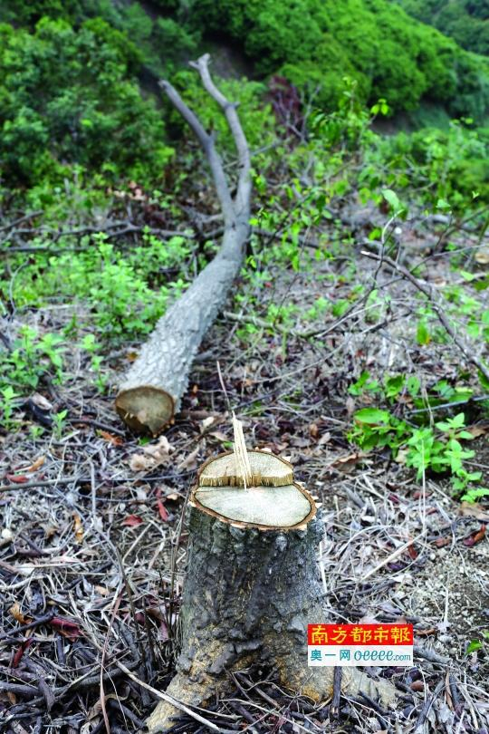 &nbsp;&nbsp;&nbsp;&nbsp;昨日，羊台山麻磡村一侧另一山体再次发现林地被毁，约四五千平方米。&nbsp;南都记者&nbsp;陈文才&nbsp;摄