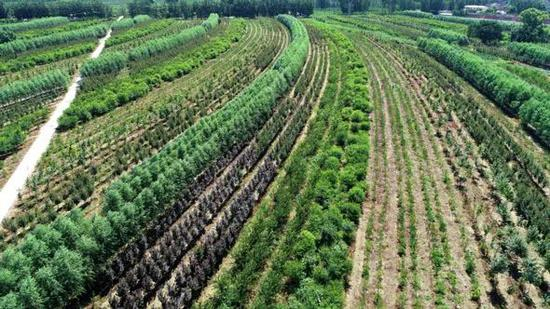 苗景兼用林航拍图（雄安新区供图）