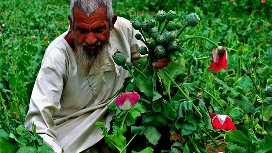毒品贸易是塔利班的重要经济来源