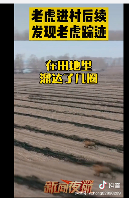  媒体用无人机追踪老虎。图/抖音截图