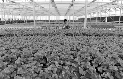  右图为杨凌智慧农业示范园内，工作人员在管护温室花卉。记者 刘潇 摄