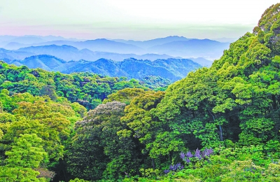 永安市在全省率先探索重点区位商品林赎买等改革，累计筹集资金1.19亿元，完成重点生态区位商品林赎买面积4.4万亩，实施森林质量提升面积0.74万亩。图为位于永安市城郊重点生态区位内的生态公益林。黄海&nbsp;摄