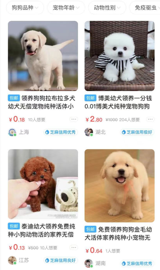 闲鱼发布的宠物领养信息