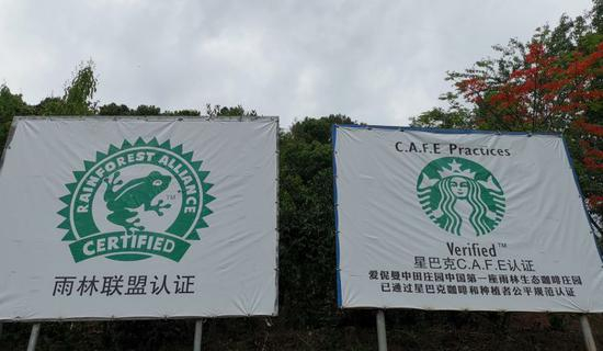 普洱曼中田雨林咖啡种植基地