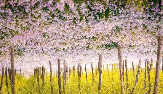 黎万强摄影作品