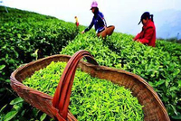 国际茶日 | 我们一起促进茶的国际合作