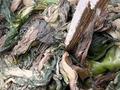 “腐菜”变“美味”？知名品牌汕头玉蕾食品橄榄菜生产环境像垃圾堆、苍蝇乱飞……