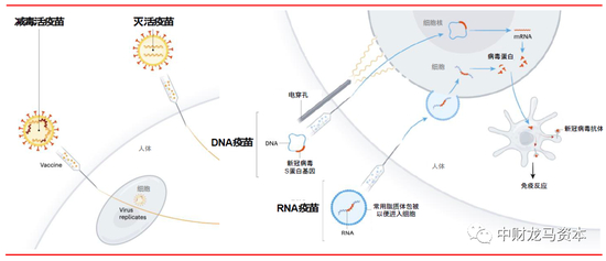 图表：全病毒疫苗与核酸疫苗的作用原理 |&nbsp;资料来源：Nature Reviews，华泰证券