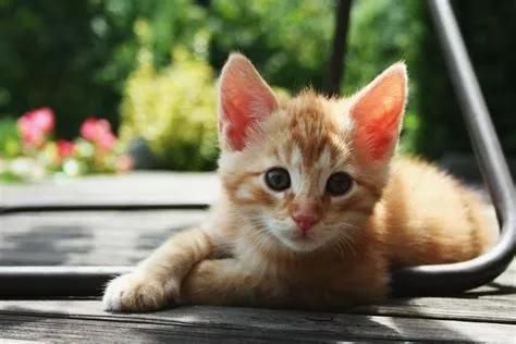 当然猫也未必是每个人都养得起的，运气不好的话吃得比人还贵。