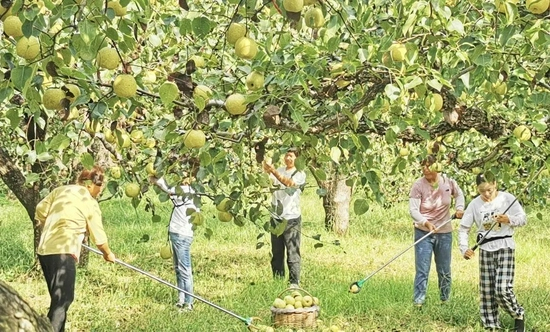 　△砀山梨子熟了