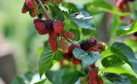 ▲躺枪的可怜桑树