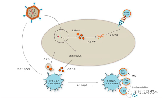 图表：病毒载体疫苗作用原理 |&nbsp;资料来源：Vaccine Vectors，华泰证券
