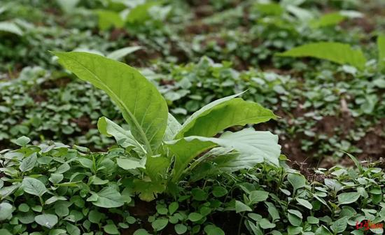  ▲后坪乡农户种植的烟叶