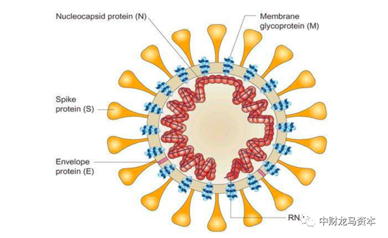 图表：冠状病毒的结构构成 |&nbsp;资料来源：《Principles of Virology》，上海证券