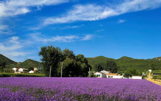 三面环山的姚官岭村。新京报记者 王纪辛 摄