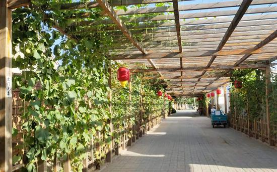 花架上爬满了葫芦藤。新京报记者 王纪辛 摄